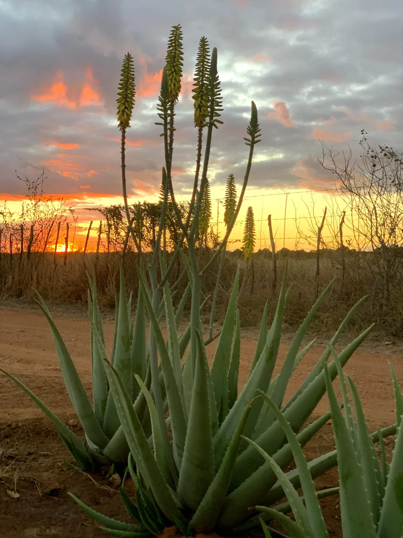 Pé de Aloe barbadensis Miller com flores ao entardecer no semiárido